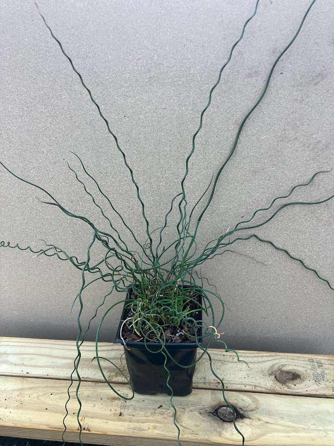 Juncus affusus 'Spiralis'