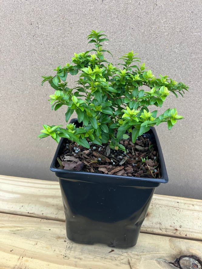 Lonicera nitida 'Baggesen's Gold'