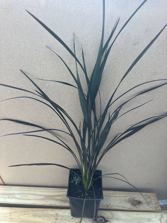 Phormium 'Platt's Black'