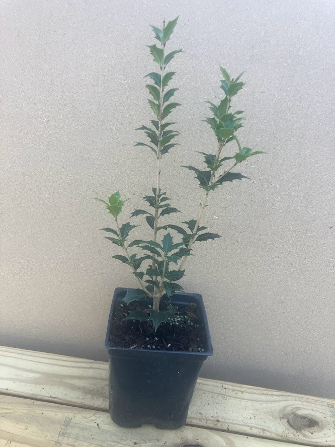 Osmanthus heterophyllus 'Akebono'