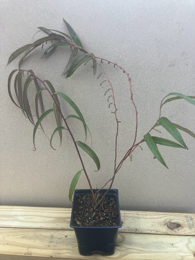 Stachyurus salicifolia