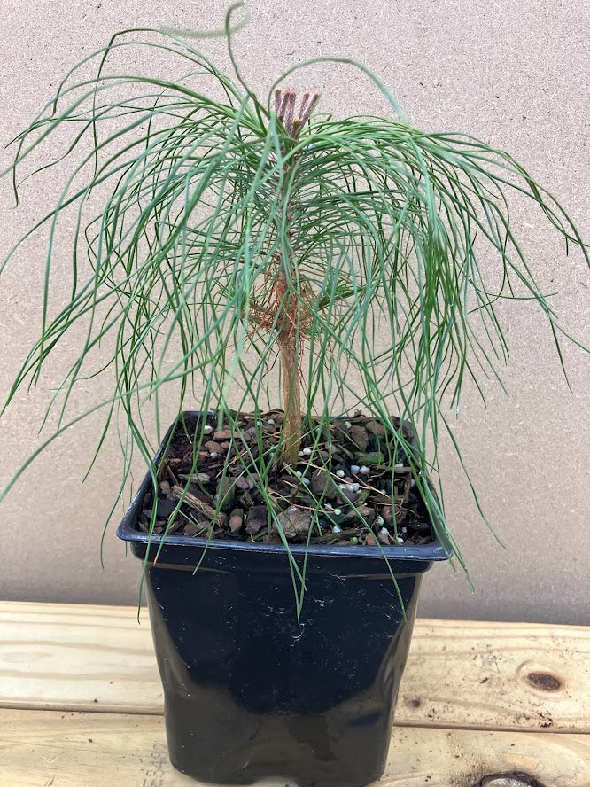 Pinus taeda "Garden Treasures Gems" EXCLUSIVE NEW RELEASE!  RARE!!!