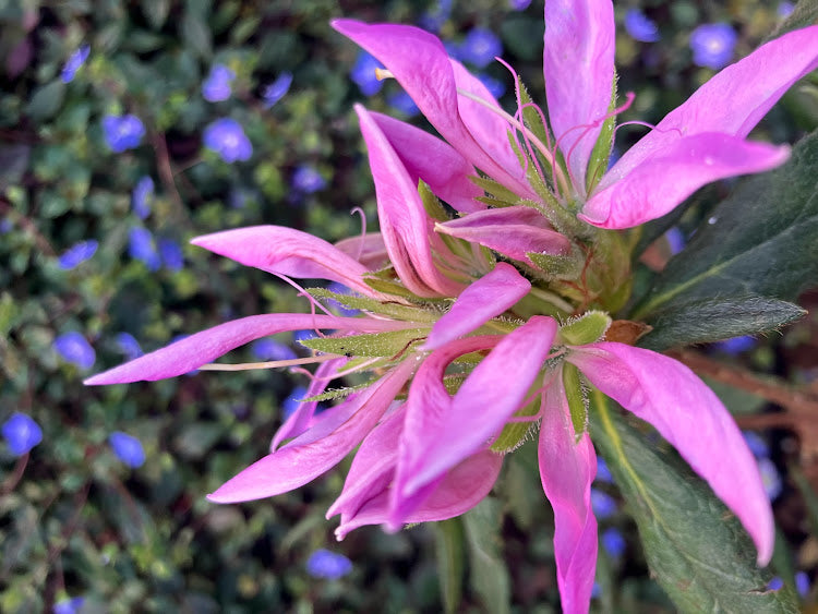 Rhododendron (azalea) 'Koromo Shikibu'