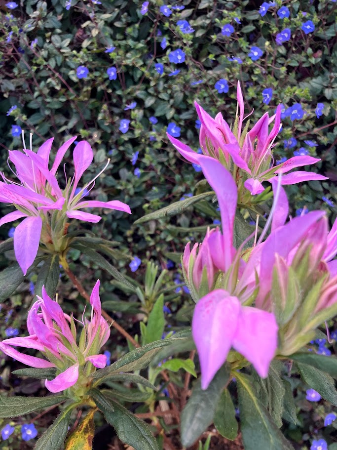 Rhododendron (azalea) 'Koromo Shikibu'