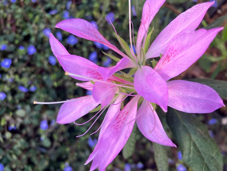 Rhododendron (azalea) 'Koromo Shikibu'