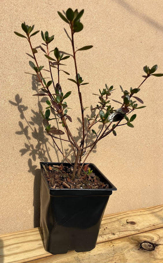 Rhododendron (azalea) 'Midnight Flare'