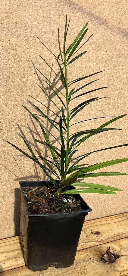 Podocarpus macrophyllus "Large Leaf - Tobe Garden" RARE!  NEW RELEASE