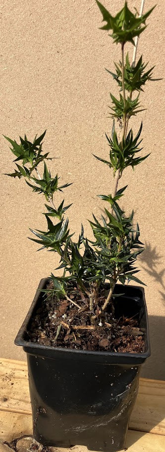 Osmanthus heterophyllus 'Dave's Demise' RARE!