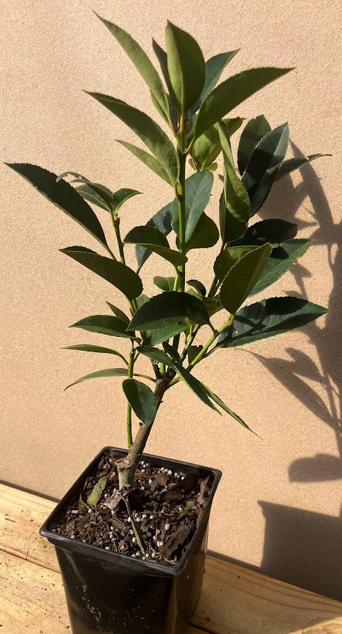 Ilex latifolia 'Gulino Garden'