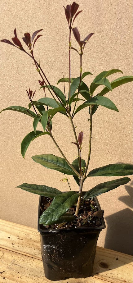 Osmanthus fragrans 'Apricot Echo'