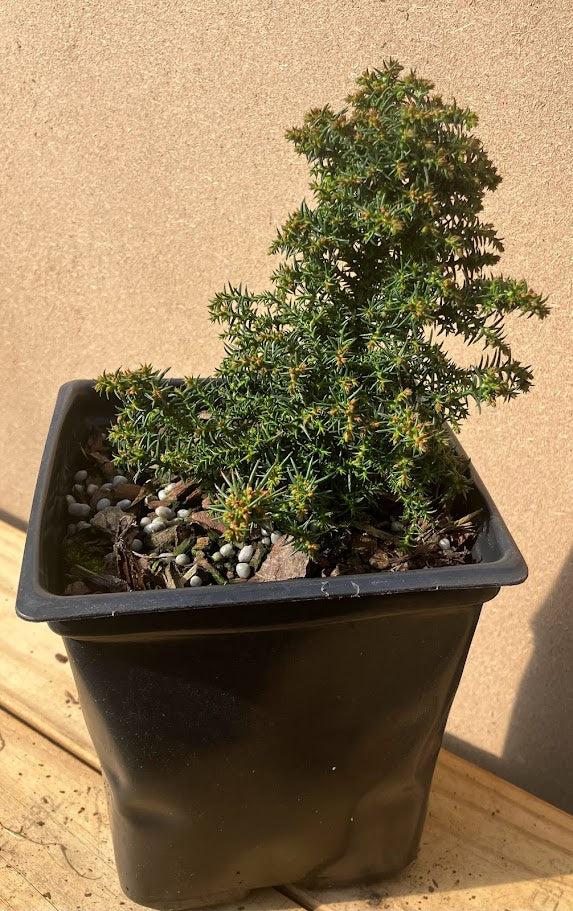 Cryptomeria japonica 'Tansu'