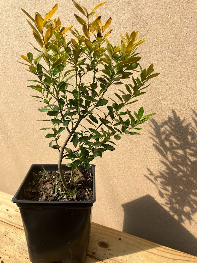Ilex glabra 'All Gold'