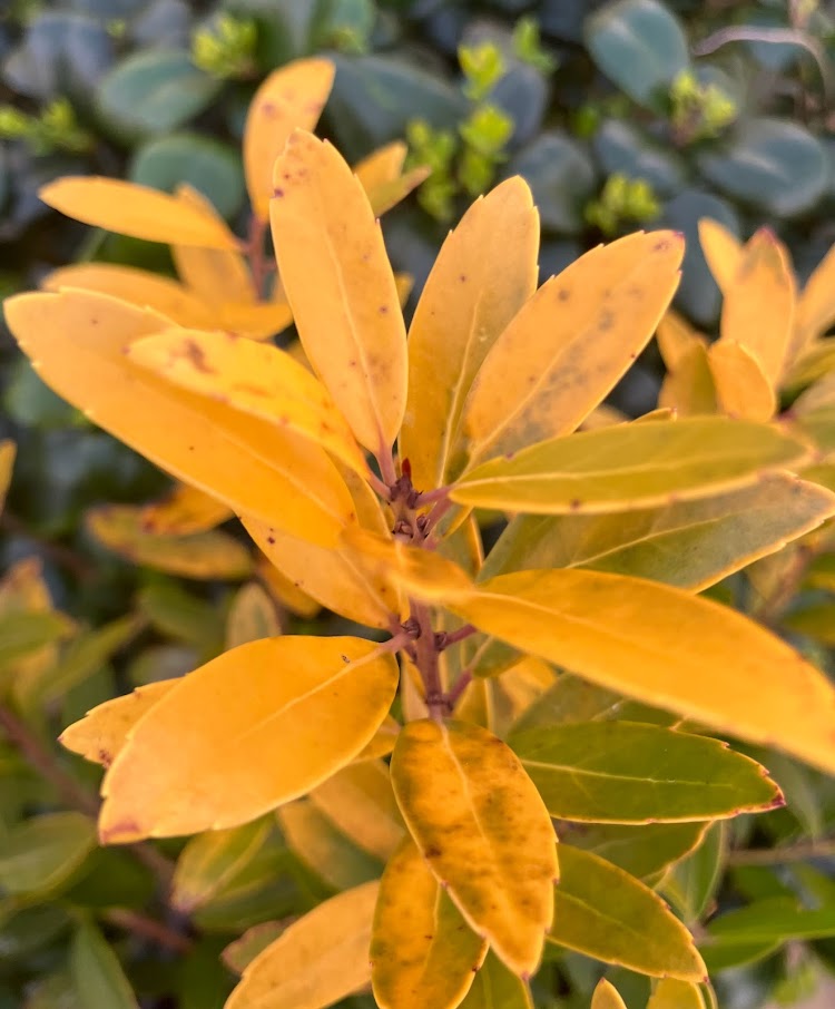 Ilex glabra 'All Gold'