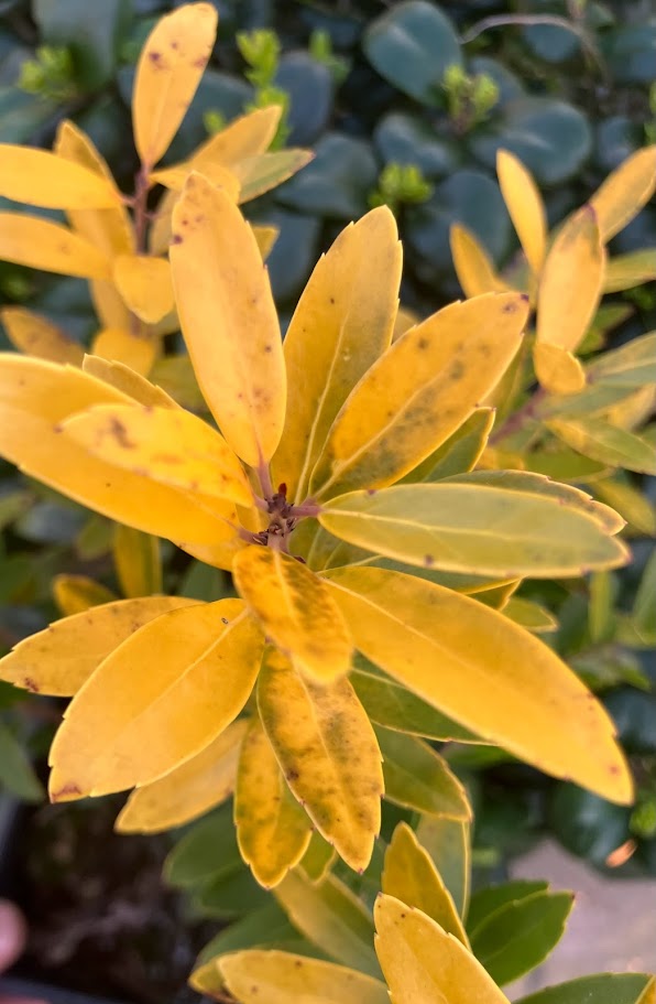 Ilex glabra 'All Gold'