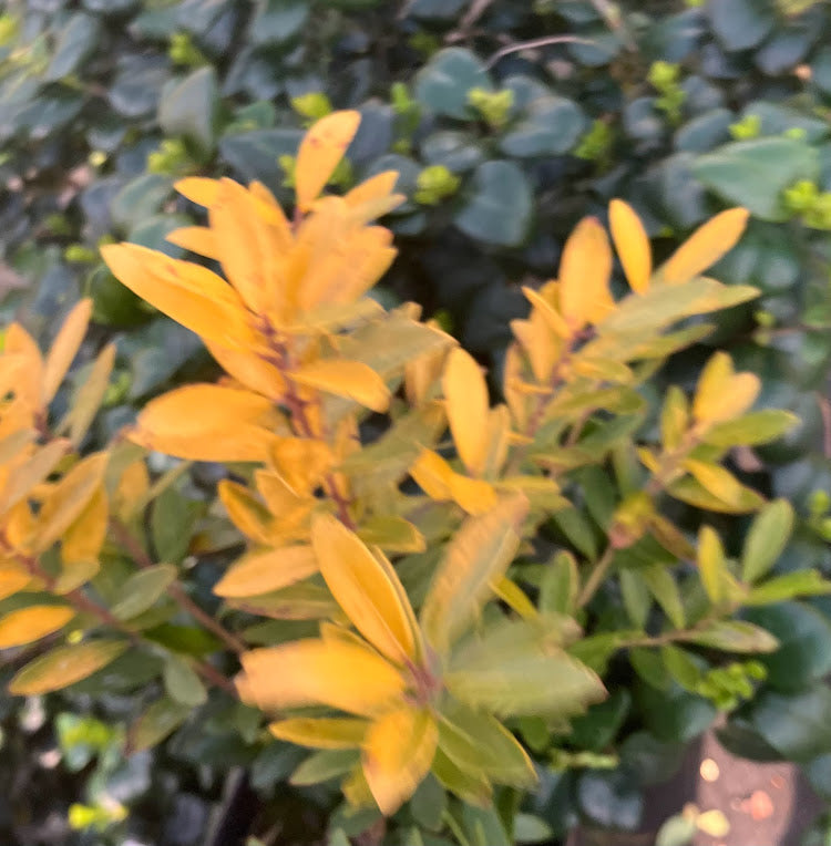 Ilex glabra 'All Gold'