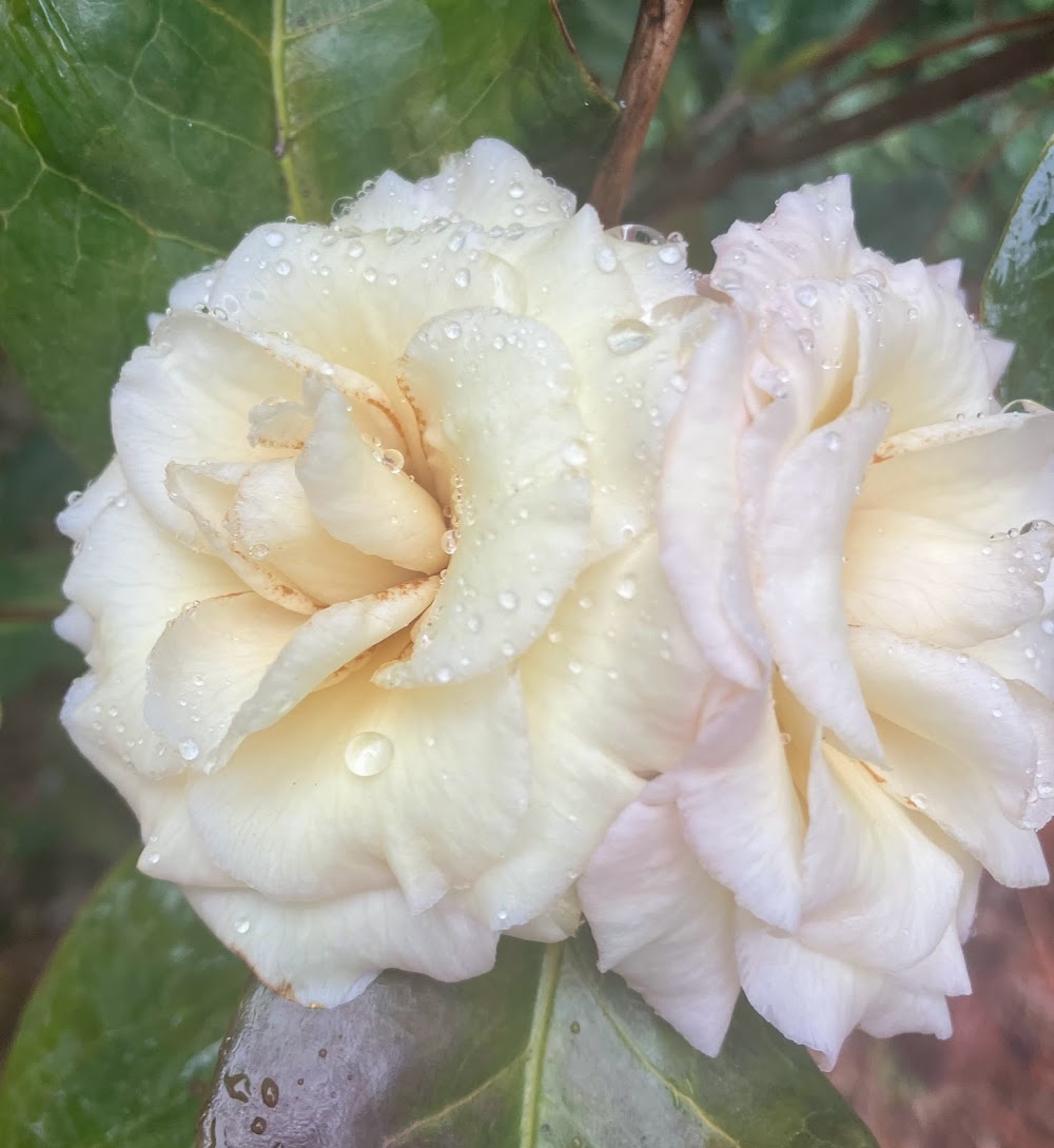 Camellia x 'Senritsu-ko'