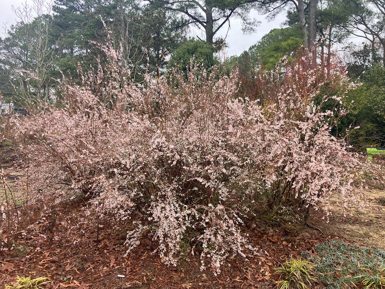 Spiraea thunbergii 'Fujino Pink'