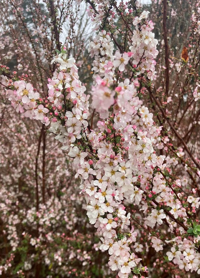 Spiraea thunbergii 'Fujino Pink'