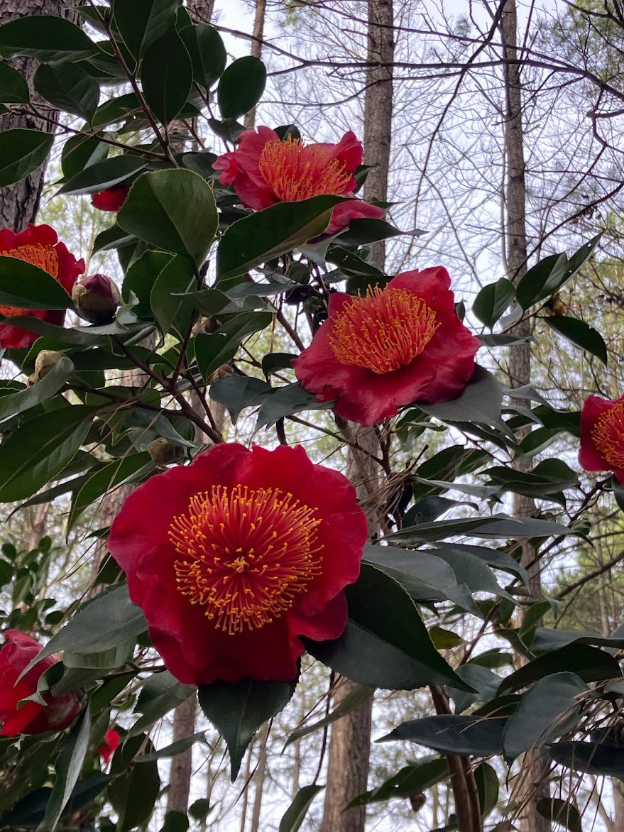 Camellia japonica 'Happy Higo'