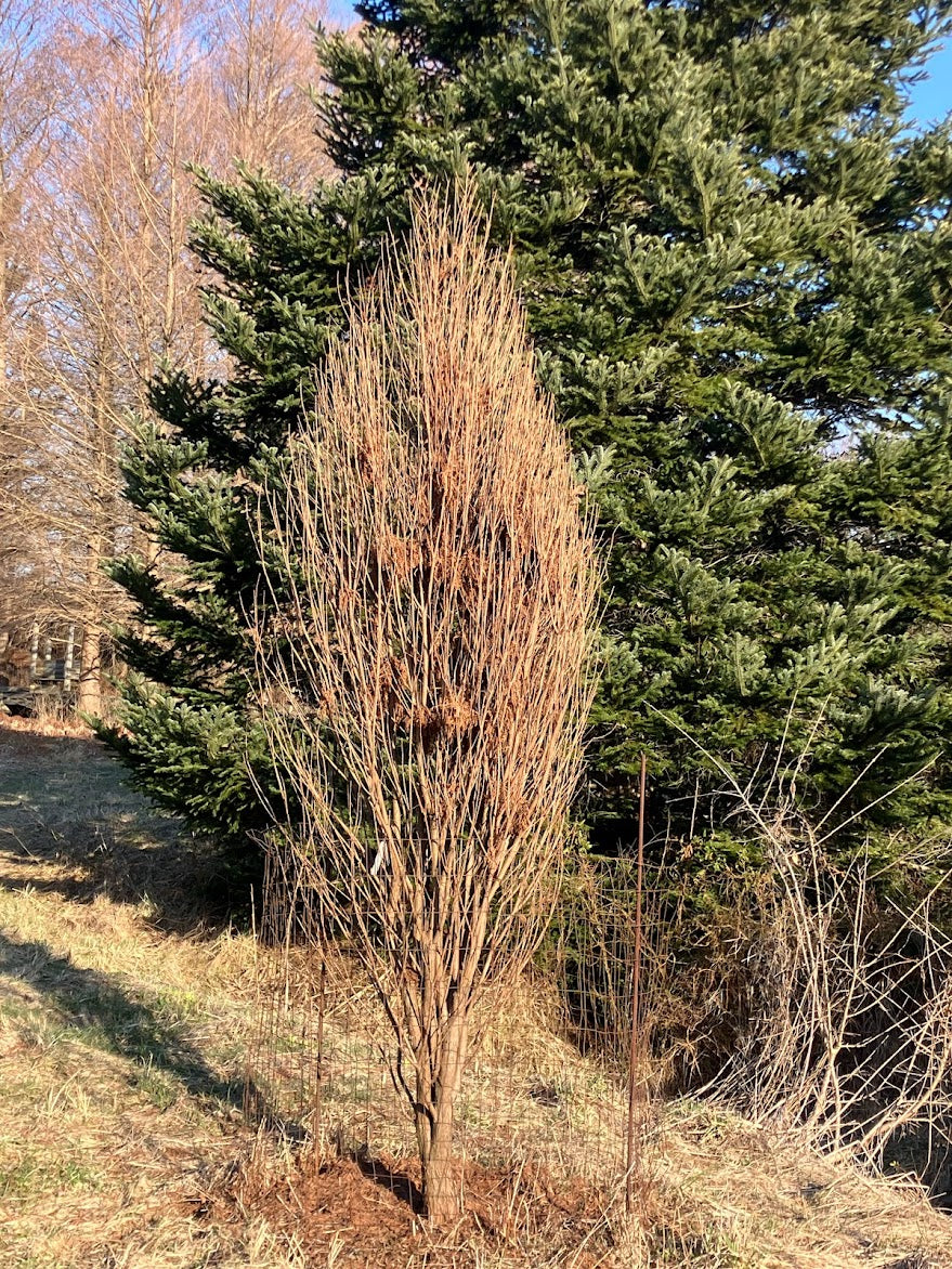 Taxodium distichum 'Skyward'