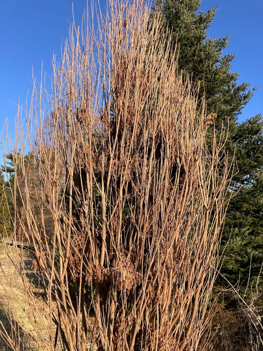Taxodium distichum 'Skyward'