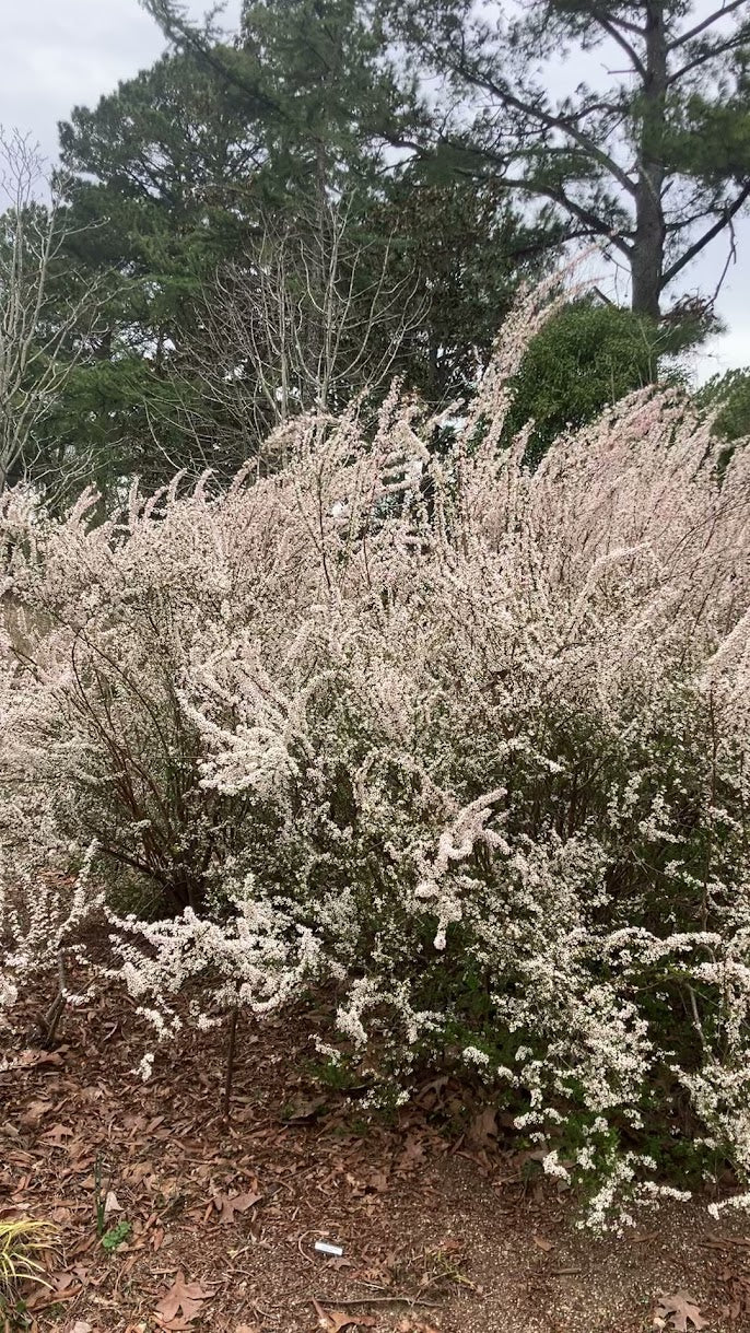 Spiraea thunbergii 'Fujino Pink'