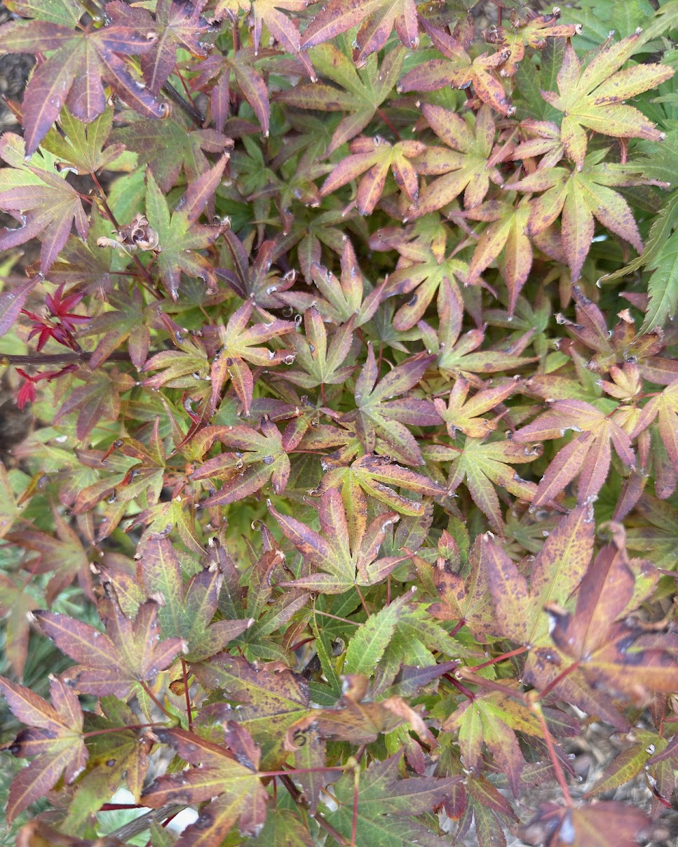 Acer palmatum 'Sister Jackie'