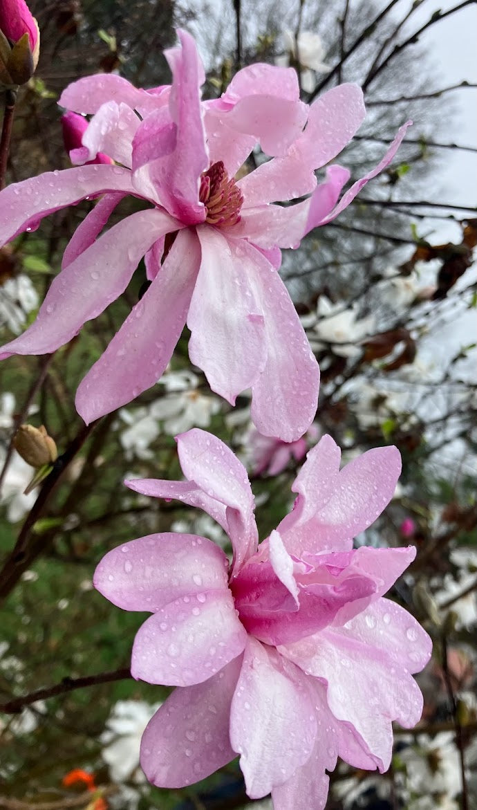 Magnolia stellata 'Hirai Beni' EXTREMELY RARE!