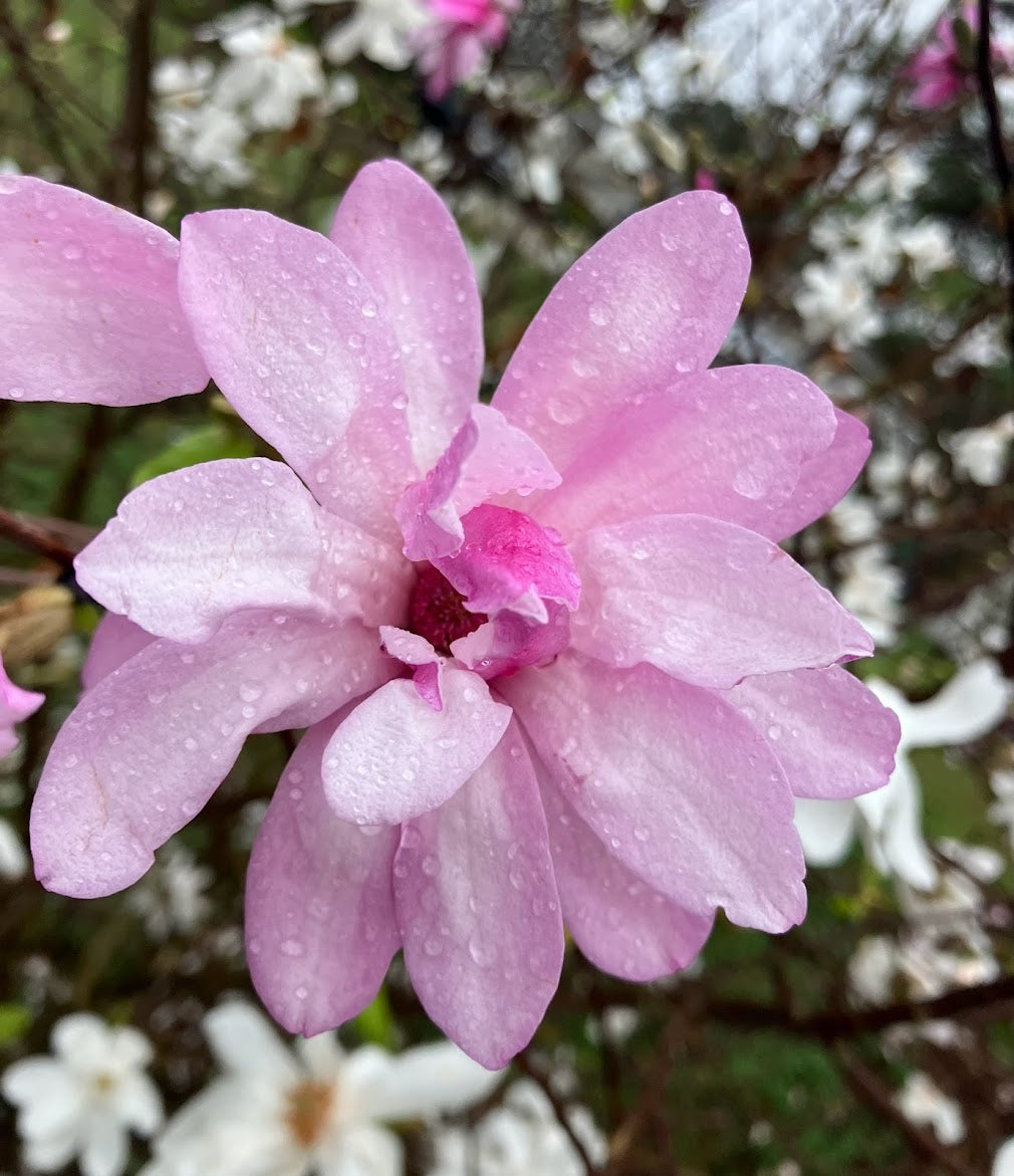Magnolia stellata 'Hirai Beni' EXTREMELY RARE!