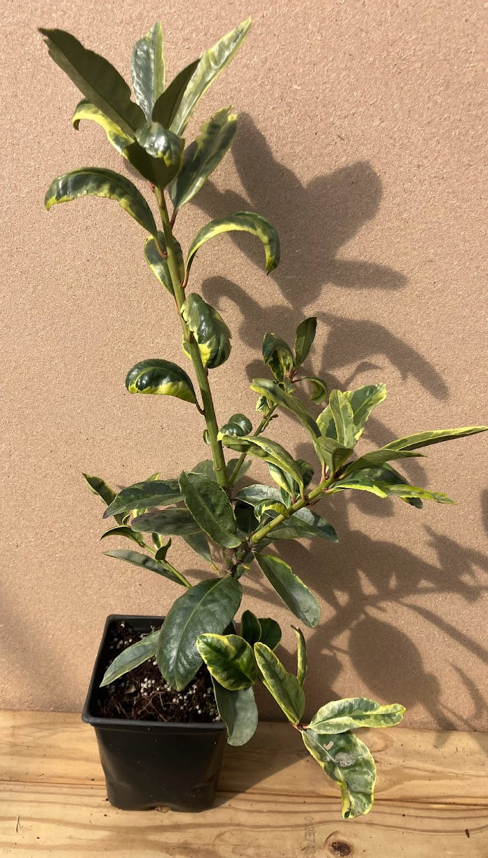 Ilex latifolia 'Snow Flash' RARE!