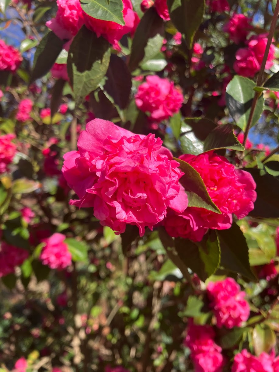 Camellia 'Hollyhocks' RARE