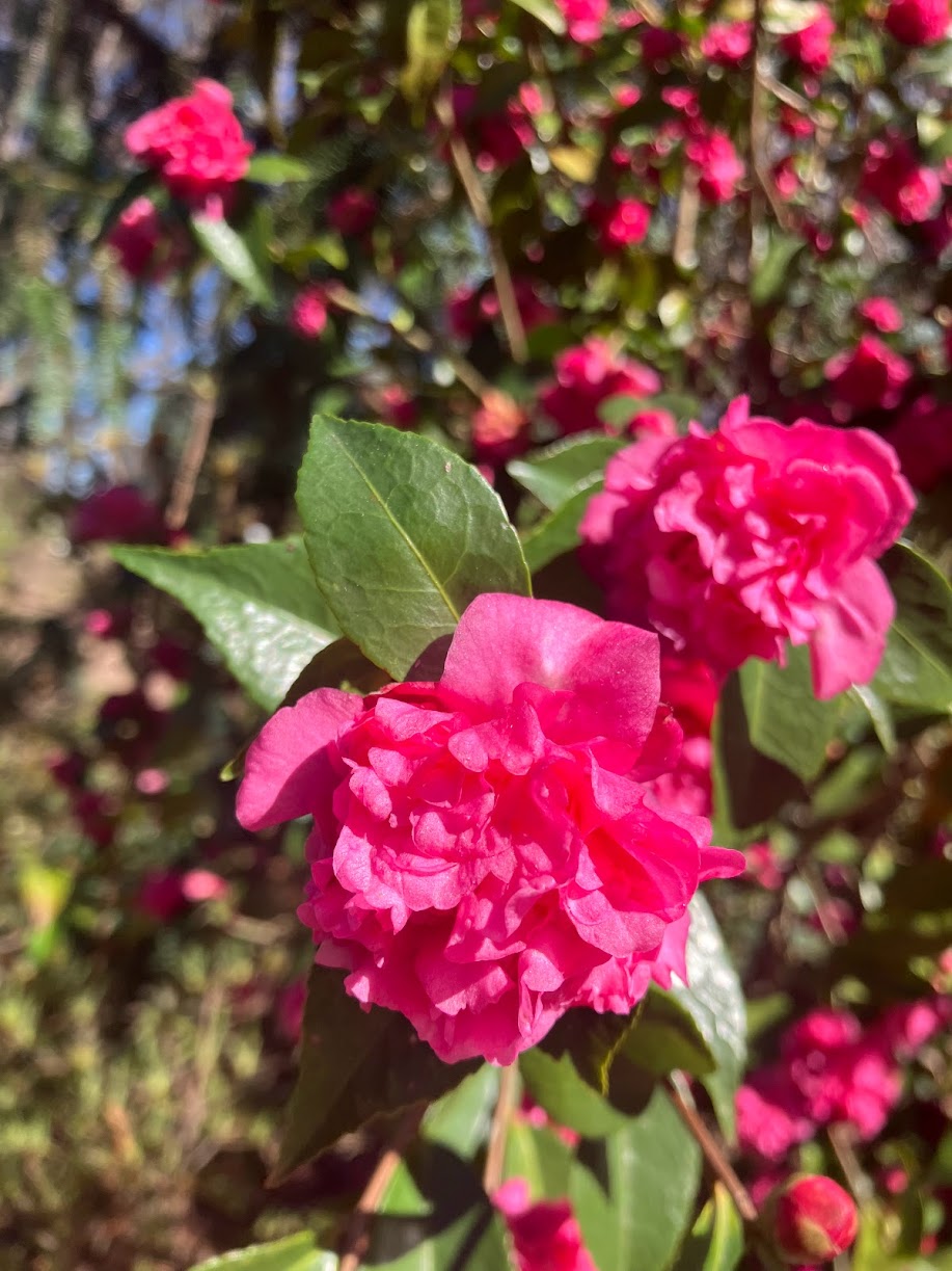 Camellia 'Hollyhocks' RARE