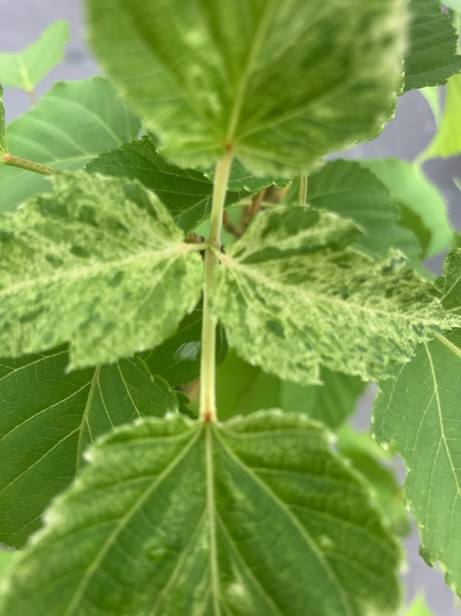 Acer caudatum "Variegated"