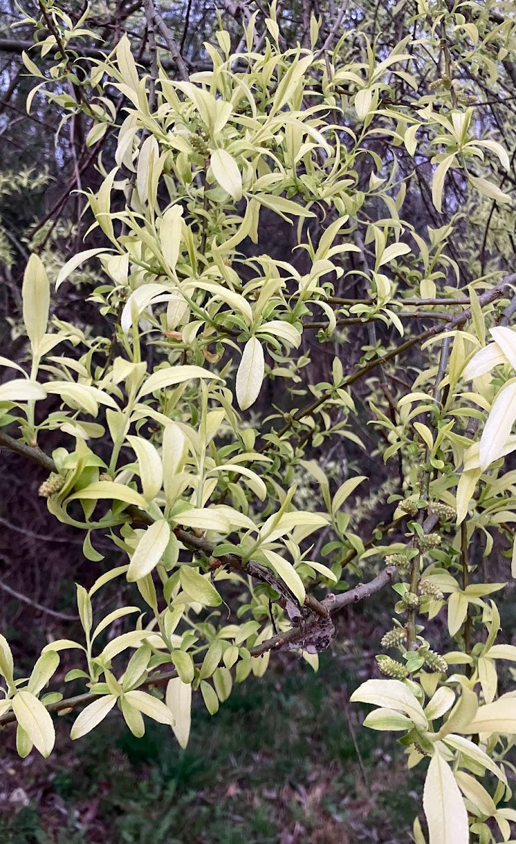 Salix integra 'Hakuro' RARE