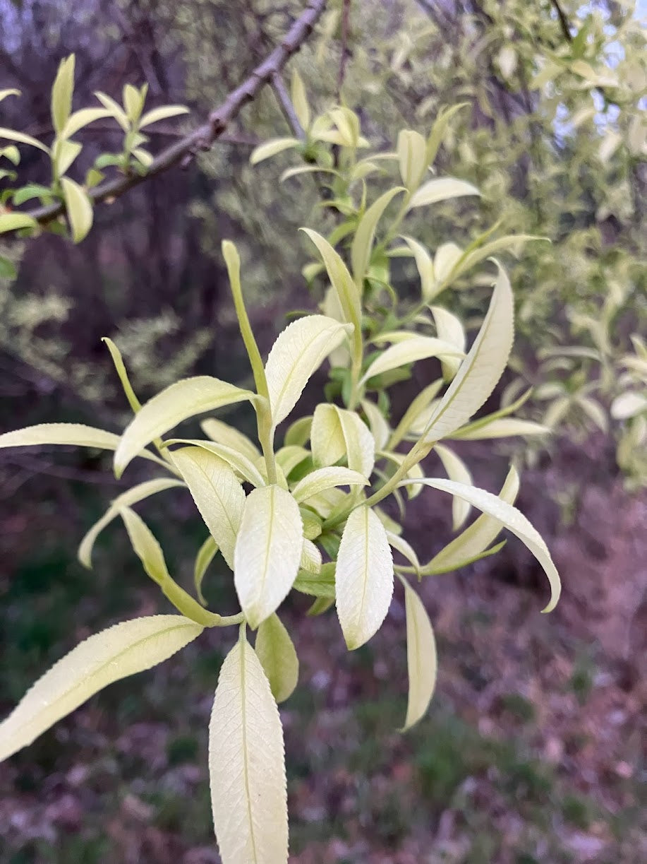 Salix integra 'Hakuro' RARE