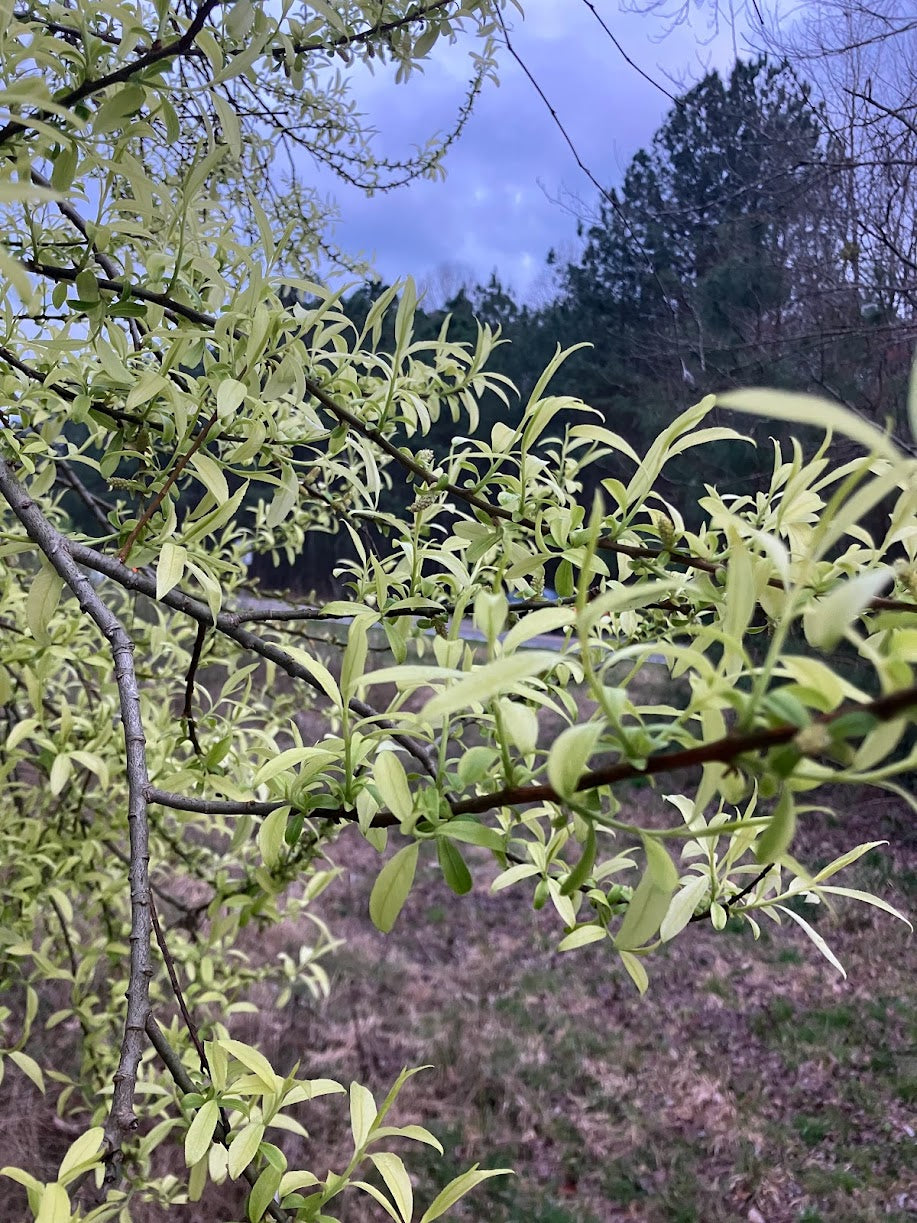 Salix integra 'Hakuro' RARE