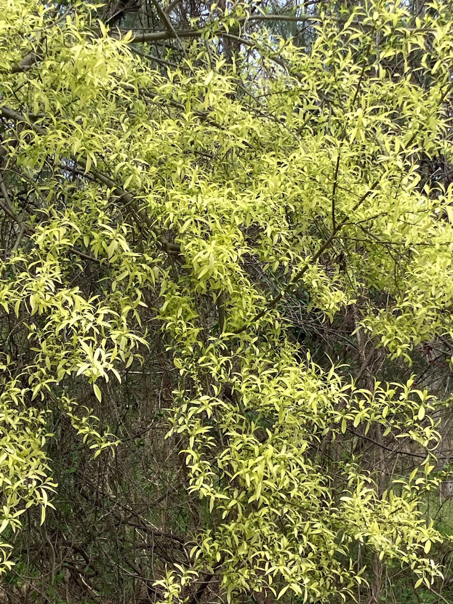 Salix integra 'Hakuro' RARE
