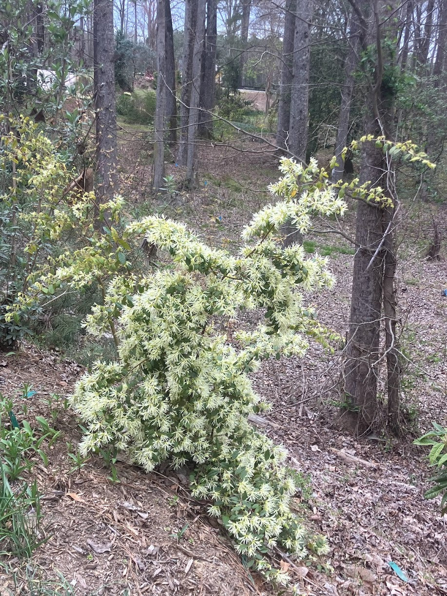 Loropetalum chinensis 'Tokyo Weeping'