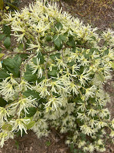 Loropetalum chinensis 'Tokyo Weeping'
