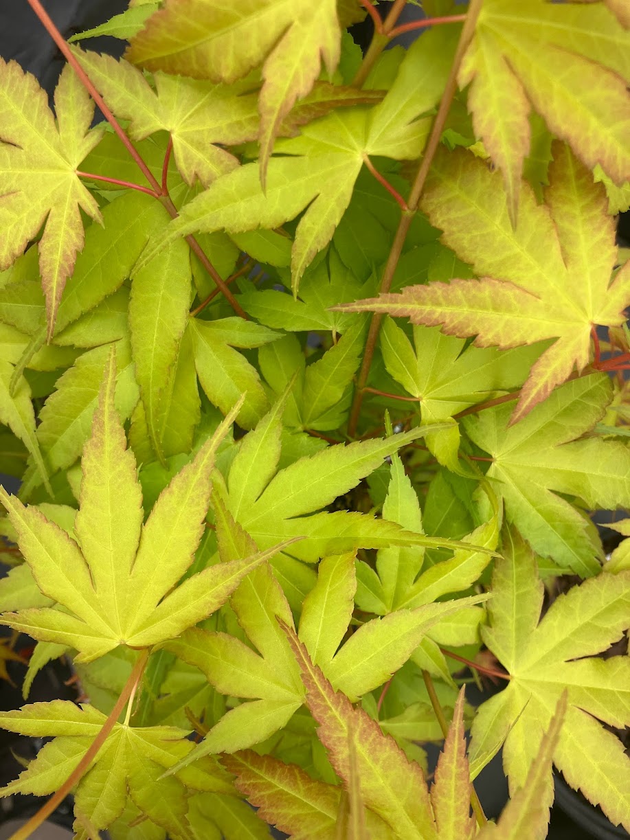 Acer palmatum 'Alan's Gold' Pinebark Japanese Maple