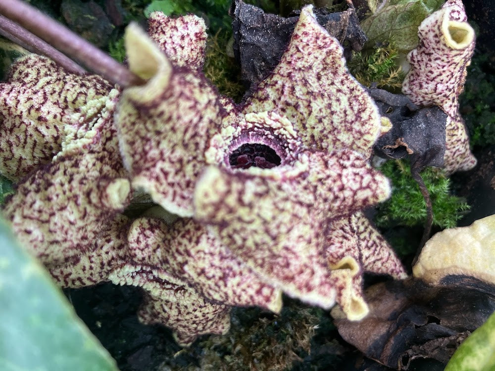 Asarum hirsutisepalum 'Kin Kon Kan' VERY RARE!!!