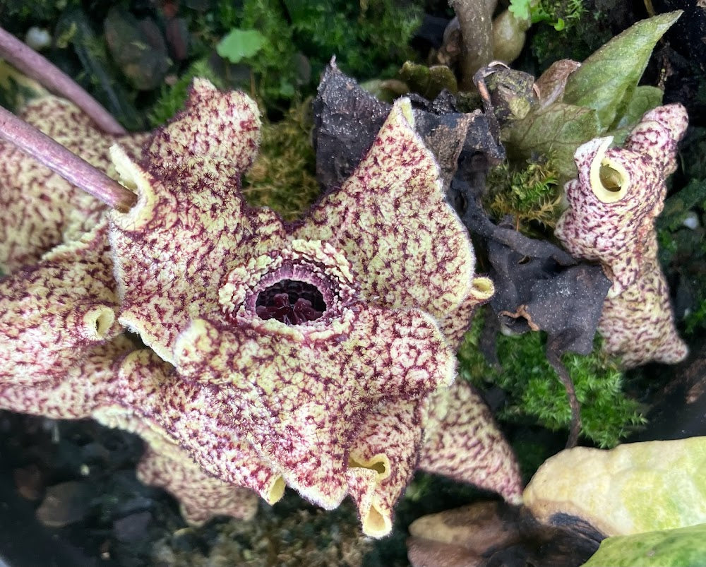 Asarum hirsutisepalum 'Kin Kon Kan' VERY RARE!!!