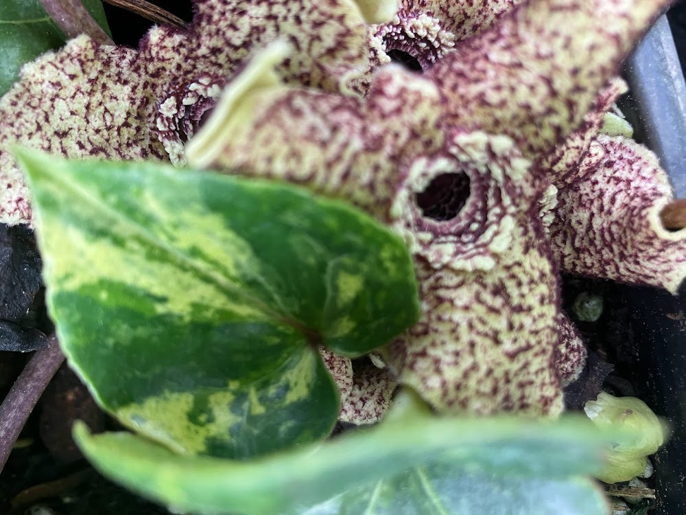 Asarum hirsutisepalum 'Kin Kon Kan' VERY RARE!!!