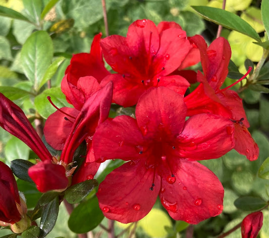 Rhododendron (azalea) 'Midnight Flare'