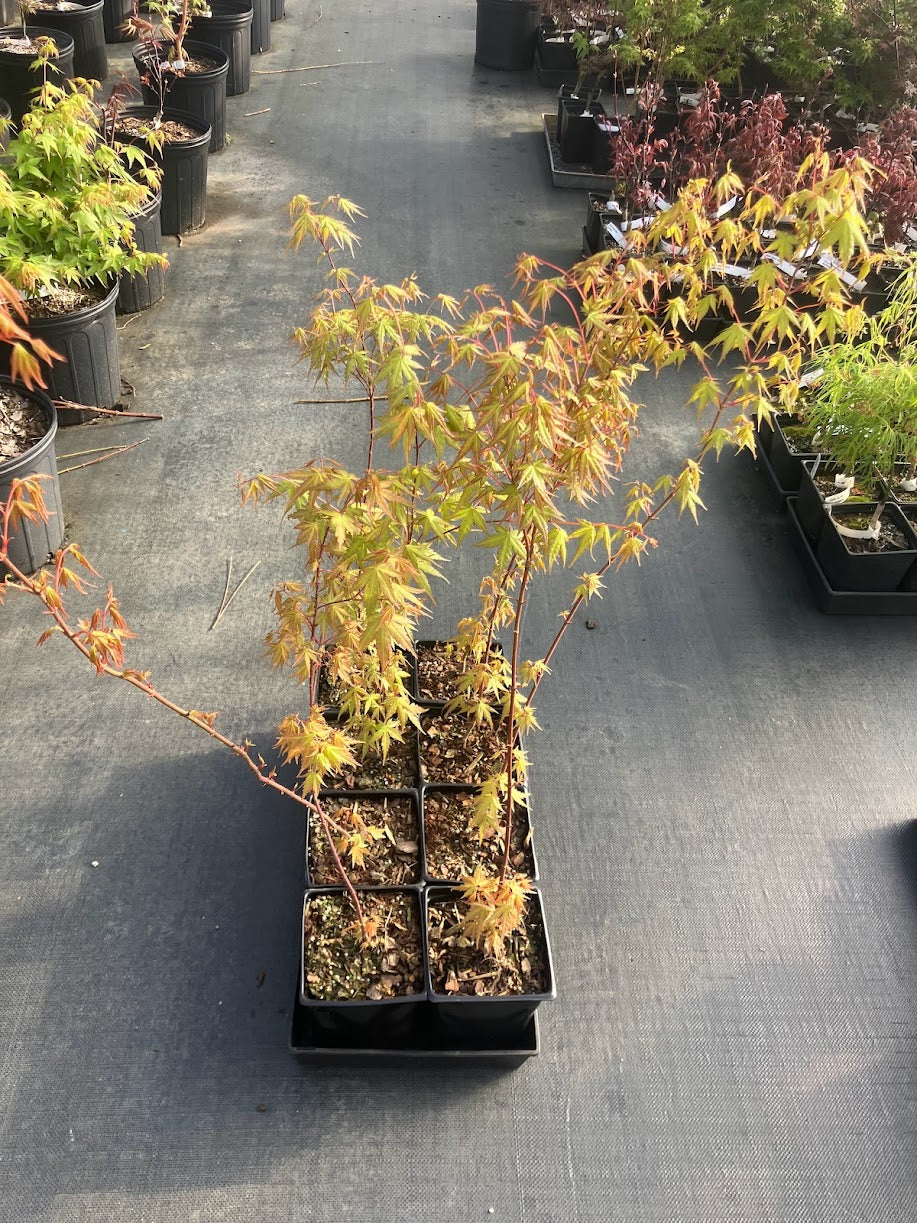 Acer palmatum "Alan's Gold's seedlings"