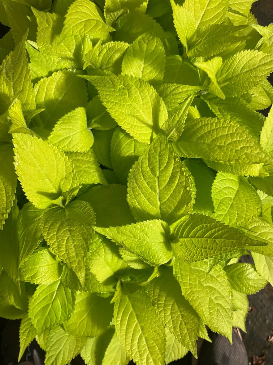 Leucosceptrum japonicum 'Golden Angel'