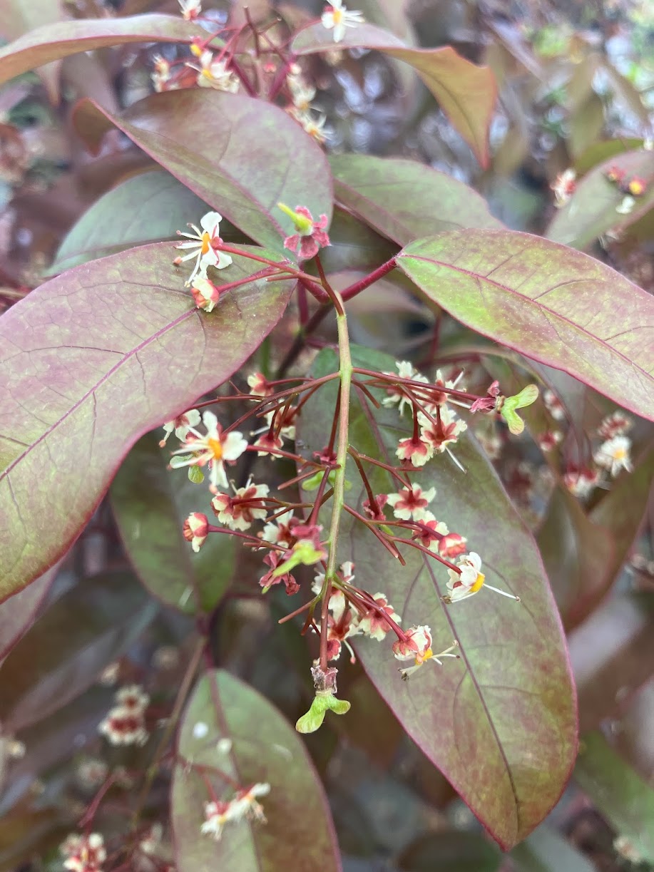 Acer laevigatum 'Hong Long' Evergreen Chinese Maple EXTREMELY RARE