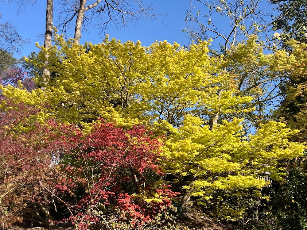 Acer palmatum 'Alan's Gold' Pinebark Japanese Maple