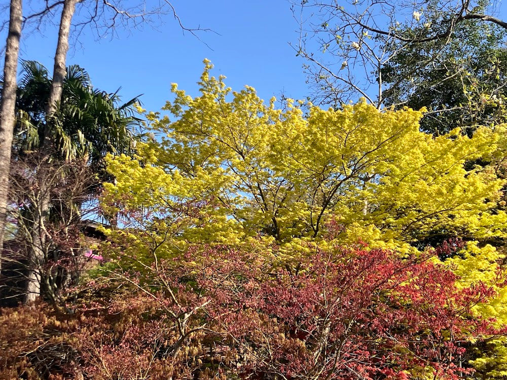 Acer palmatum 'Alan's Gold' Pinebark Japanese Maple