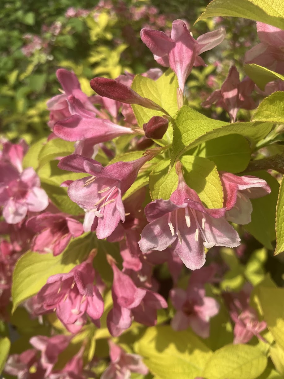 Weigela florida 'Looymansii Aurea'